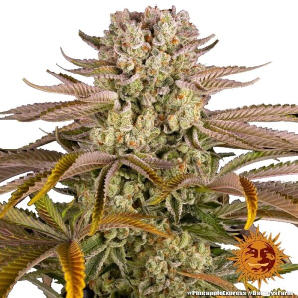 Barneys Farm Pineapple Express FEM 3 Seeds